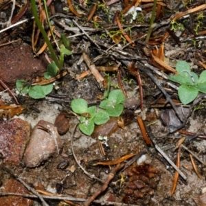 Pterostylis sp. at Jervis Bay, JBT - suppressed