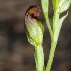 Speculantha parviflora (Tiny Greenhood) at Red Rocks, NSW - 29 Mar 2015 by AlanS