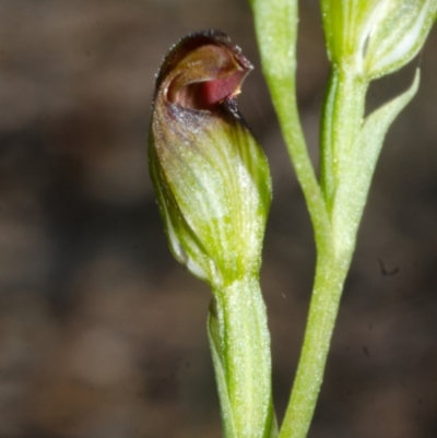 Pterostylis parviflora (Tiny Greenhood) at Red Rocks, NSW - 28 Mar 2015 by AlanS