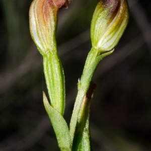 Pterostylis parviflora at Red Rocks, NSW - 29 Mar 2015