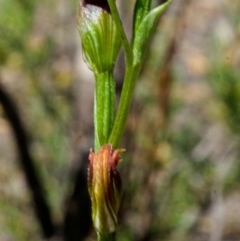 Pterostylis parviflora at Red Rocks, NSW - 29 Mar 2015