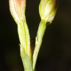 Speculantha parviflora at Red Rocks, NSW - suppressed