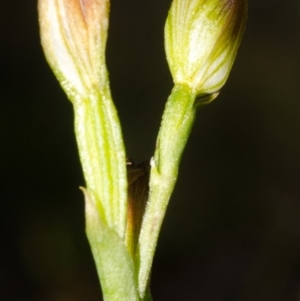 Speculantha parviflora at Red Rocks, NSW - suppressed