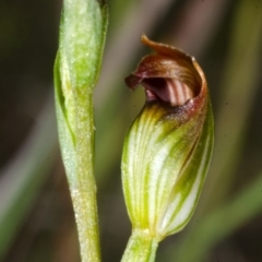 Speculantha furva (Swarthy Tiny Greenhood) at Red Rocks, NSW - 7 Mar 2016 by AlanS