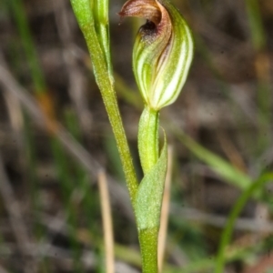 Speculantha furva at Red Rocks, NSW - 7 Mar 2016