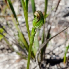 Speculantha furva at Red Rocks, NSW - 7 Mar 2016