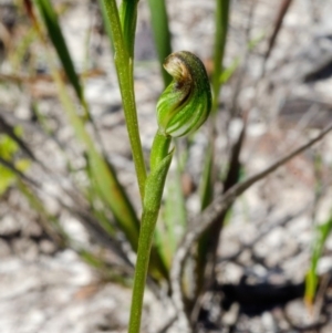 Speculantha furva at Red Rocks, NSW - 7 Mar 2016