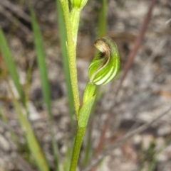 Speculantha furva at Red Rocks, NSW - suppressed