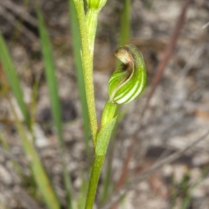 Pterostylis furva at Red Rocks, NSW - 7 Mar 2016