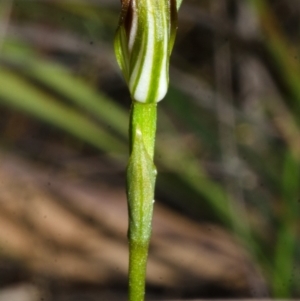 Speculantha furva at Red Rocks, NSW - 7 Mar 2016