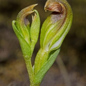 Speculantha parviflora at Endrick, NSW - suppressed