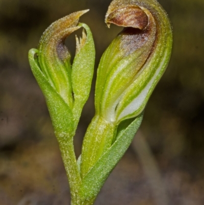 Pterostylis parviflora (Tiny Greenhood) at Endrick, NSW - 2 May 2014 by AlanS