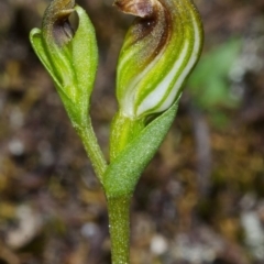 Speculantha parviflora at Endrick, NSW - suppressed