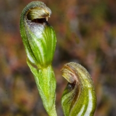 Pterostylis parviflora at Endrick, NSW - 3 May 2014