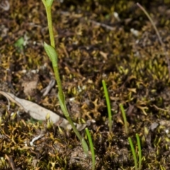 Speculantha parviflora at Endrick, NSW - 3 May 2014