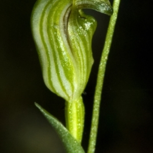 Speculantha parviflora at Bomaderry Creek Regional Park - suppressed
