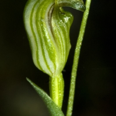 Pterostylis parviflora (Tiny Greenhood) at Bomaderry Creek Regional Park - 1 May 2009 by AlanS