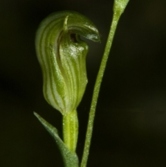 Pterostylis parviflora at Bomaderry Creek Regional Park - 2 May 2009