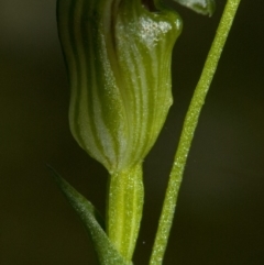 Speculantha parviflora at Bomaderry Creek Regional Park - 2 May 2009