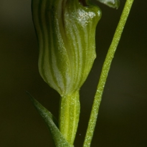 Speculantha parviflora at Bomaderry Creek Regional Park - suppressed