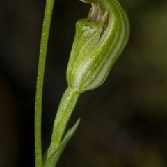 Pterostylis parviflora at Bomaderry Creek Regional Park - 2 May 2009