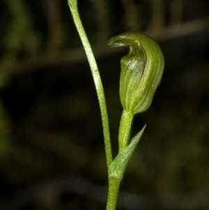 Speculantha parviflora at Bomaderry Creek Regional Park - suppressed