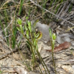 Pterostylis parviflora (Tiny Greenhood) at Tomerong, NSW - 28 Apr 2014 by AlanS