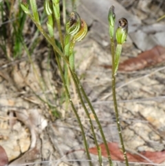 Pterostylis parviflora at Tomerong, NSW - 29 Apr 2014