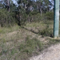 Speculantha parviflora at Tomerong, NSW - suppressed