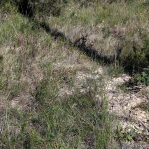 Speculantha parviflora at Tomerong, NSW - suppressed