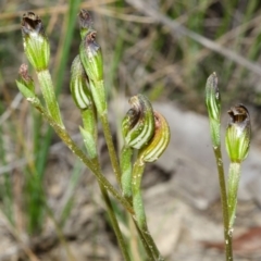 Pterostylis parviflora at Tomerong, NSW - 29 Apr 2014