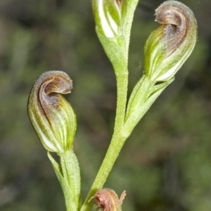 Speculantha parviflora at Tianjara, NSW - suppressed