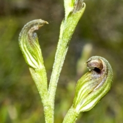 Speculantha parviflora at Tianjara, NSW - suppressed