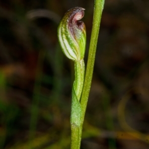 Speculantha parviflora at Tianjara, NSW - suppressed