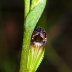 Speculantha parviflora at Tianjara, NSW - suppressed