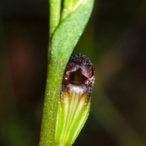 Speculantha parviflora at Tianjara, NSW - 4 Mar 2015