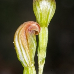 Pterostylis parviflora (Tiny Greenhood) at Browns Mountain, NSW - 28 Mar 2015 by AlanS