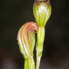 Speculantha parviflora at Browns Mountain, NSW - suppressed