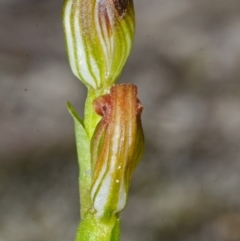 Speculantha parviflora at Browns Mountain, NSW - suppressed