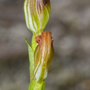 Speculantha parviflora at Browns Mountain, NSW - 29 Mar 2015