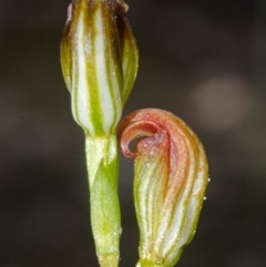 Speculantha parviflora at Browns Mountain, NSW - suppressed