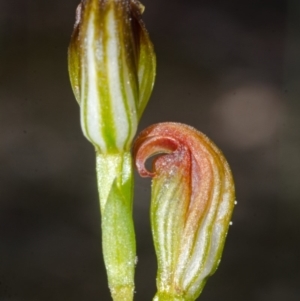 Speculantha parviflora at Browns Mountain, NSW - suppressed