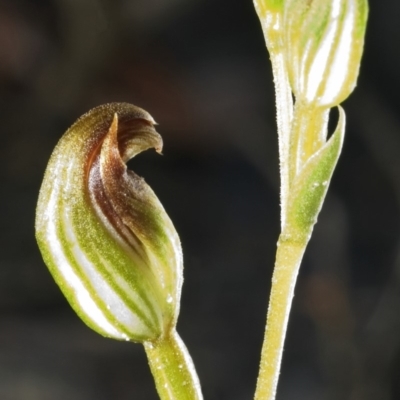 Speculantha parviflora (Tiny Greenhood) at Browns Mountain, NSW - 2 Mar 2006 by AlanS