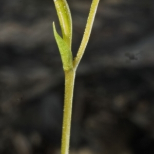 Pterostylis parviflora at Browns Mountain, NSW - 2 Mar 2006