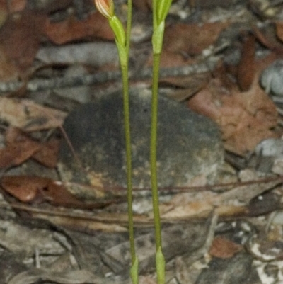 Pterostylis parviflora (Tiny Greenhood) at Browns Mountain, NSW - 13 Mar 2006 by AlanS