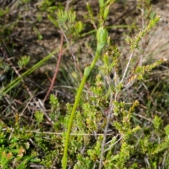 Pterostylis parviflora (Tiny Greenhood) at Tianjara, NSW - 26 Apr 2017 by AlanS