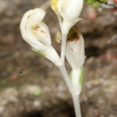 Speculantha parviflora at Tianjara, NSW - 27 Apr 2017