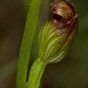 Speculantha parviflora at Falls Creek, NSW - suppressed