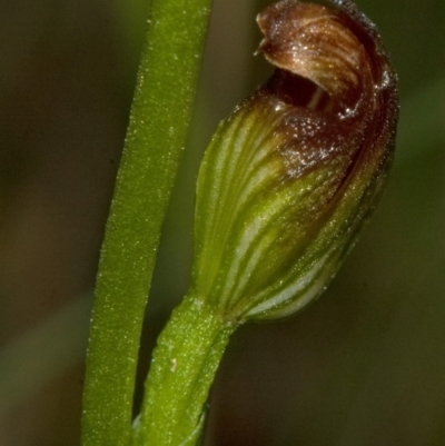 Pterostylis parviflora (Tiny Greenhood) at Falls Creek, NSW - 26 Mar 2011 by AlanS