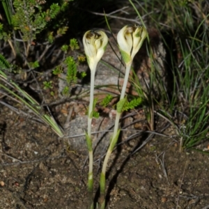 Speculantha parviflora at Tianjara, NSW - suppressed